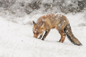 Red fox in a snowy landscape during wintertime
