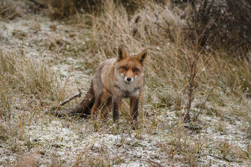 Fototapeta na wymiar Red fox in a snowy landscape during wintertime 