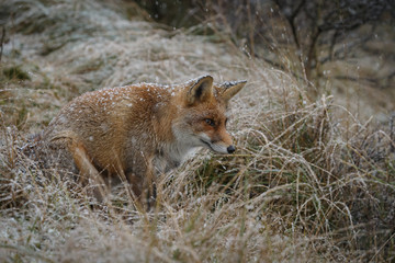 Red fox in a snowy landscape during wintertime
