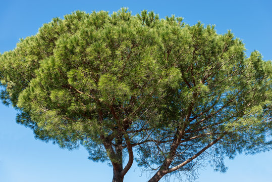 Maritime Pine Tree on Blue Sky