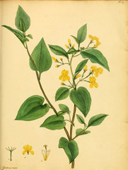 Illustration of the plant.