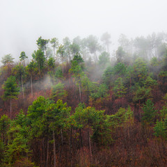 Nebbia tra gli Alberi in Montagna