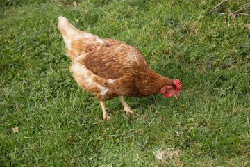 Poule rousse dans l'herbe