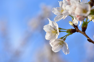 青空と桜
