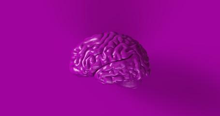 Purple Human brain Anatomical Model 3d illustration