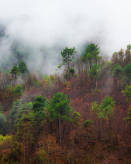 Alberi tra la nebbia di montagna