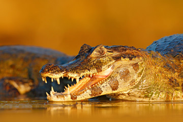 Fototapeta premium Open crocodile muzzle with big teeth. Portrait of Yacare Caiman in water plants, crocodile with open muzzle, Pantanal, Brazil. Detail close-up portrait of caiman. Widlife scene from Brazil. Lizard