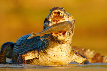 Crocodile catch fish in river water, evening lighta. Caiman with piranha.  Yacare Caiman, crocodile with fish in with open muzzle with big teeth, Pantanal, Brazil. Detail portrait of danger reptile.