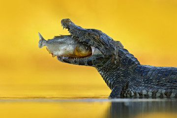 Wildlife Brazil. Caiman with fish.