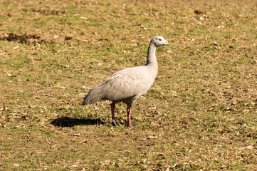 Cape Barren Goose profile