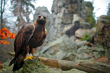 Eagle, wide ange, stone rock habitat. Golden Eagle, Aquila chrysaetos, in the rock stone mountains. Autumn orange leave scene with bird. Eagle in the natura habitat. Wildlife scene from mountain.