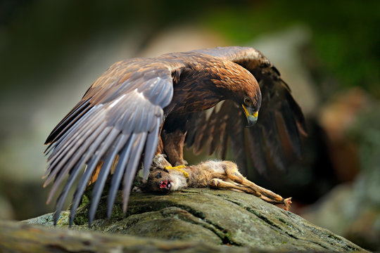 Eagle catch deer. Golden Eagle, Aquila chrysaetos, feeding on kill animal in rock stone mountains. Animal behavior, bird with open wing with catch. Austria nature wildlife.