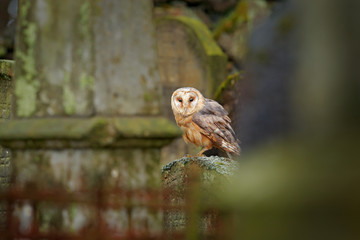 Magic bird barn owl, Tito alba, flying above stone fence in forest cemetery. Wildlife scene nature. Urban wildlife. Animal behaviour in wood. Nature Czech. Owl landing.