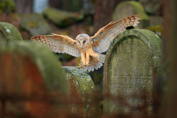 Urban wildlife. Magic bird barn owl, Tito alba, flying above stone fence in forest cemetery. Wildlife scene nature. Animal behaviour in wood. Barn owl fly, open wings, dark nature. Czech. Owl landing.