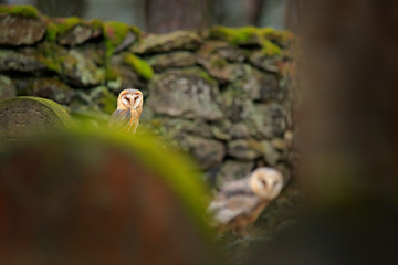 Two magic bird barn owl, Tito alba, flying above stone fence in forest cemetery. Wildlife scene nature. Animal behaviour in wood. Barn owl fly, open wings, dark nature. Czech. Urban wildlife.
