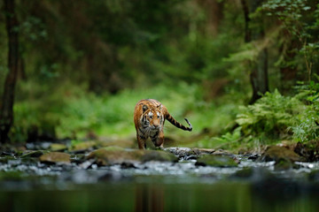Amur tiger walking in river water. Danger animal, tajga, Russia. Animal in green forest stream. Grey stone, river droplet. Siberian tiger splash water. Tiger wildlife scene, wild cat, nature habitat.