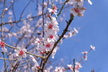 almond blossoms,