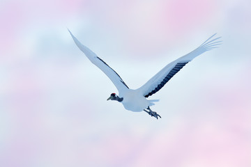 Flight of Red-crowned crane with open wing in fly, with snow storm, Hokkaido, Japan. Bird, winter scene with snow. Pink evening sky, sunset. Wildlife scene from snowy nature. Snow winter.