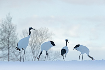 Flock birds dancing. Flying White birds Red-crowned crane, Grus japonensis, with open wing, blue sky with white clouds in background, Hokkaido, Japan. Cranes in blue. Winter scene from Japan.  Evening