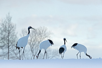 Obraz premium Flock birds dancing. Flying White birds Red-crowned crane, Grus japonensis, with open wing, blue sky with white clouds in background, Hokkaido, Japan. Cranes in blue. Winter scene from Japan. Evening