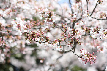 桜