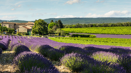 Champs de lavande, Dr&ocirc;me proven&ccedil;ale