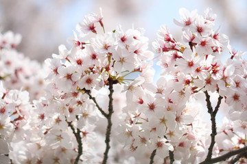 桜
