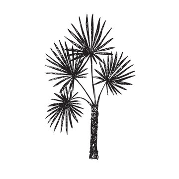 Fan Palm (Arecaceae) tree silhouette, hand drawn doodle, sketch in pop art style, black and white vector illustration