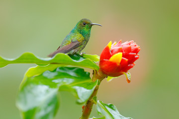 Fototapeta premium Hummingbird with clear green background in Ecuador, Coppery-headed emerald, Elvira cupreiceps. Hummingbird in nature habitat. Bird sucking nectar beautiful red flower in tropic forest. Wildlife natu