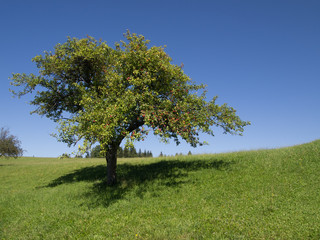 Fototapeta na wymiar tree blue sky
