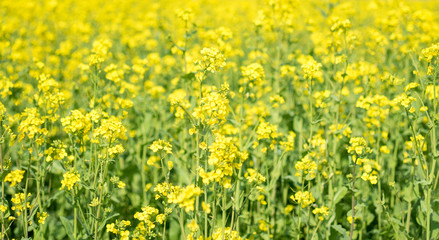 Rapeseed flowers for spring