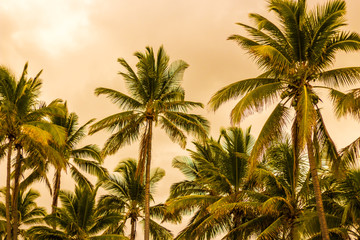 Fototapeta na wymiar jungle de cocotiers