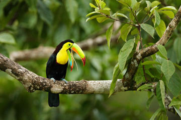 Toucan sitting on the branch in the forest, Panama, South America. Nature travel in central America. Keel-billed Toucan, Ramphastos sulfuratus, bird with big bill.