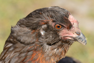 araucana hen