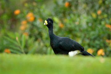 Fototapeta premium Curassow with orange flowers. Bare-faced Curassow, Crax fasciolata, big black bird with yellow bill in the nature habitat, Costa Rica. Wildlife scene from tropic forest. Black bird in green grass.