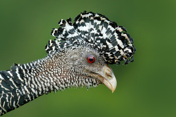 Detail bird portrait with crest. Bare-faced Curassow, Crax fasciolata, big black bird with yellow bill in the nature habitat, Costa Rica. Wildlife scene from tropic forest. Brown bird in green grass.