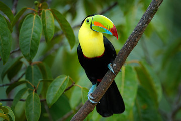 Wildlife Costa Rica. Tropic bird. Toucan sitting on the branch in the forest, green vegetation. Nature travel holiday in central America. Keel-billed Toucan, Ramphastos sulfuratus, beautiful bird.