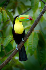 Wildlife Mexico. Tropic bird. Toucan sitting on the branch in the forest, green vegetation. Nature travel holiday in central America. Keel-billed Toucan, Ramphastos sulfuratus, beautiful bird.