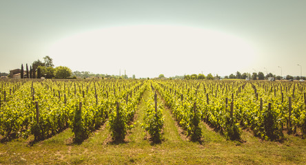 Fototapeta na wymiar vineyard of Saint-Emilion, France, near Bordeaux at the end of spring 2017