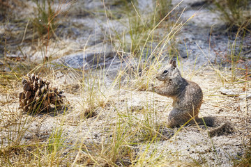 Squirrel in the Yosemite National Park, California, USA..