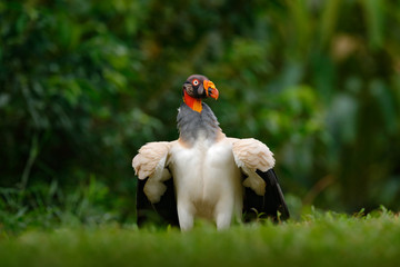 King vulture, Sarcoramphus papa, large bird found in Central and South America. Flying bird, forest in the background. Wildlife scene from tropic nature. Red head bird. Condor with open wing, Panama.