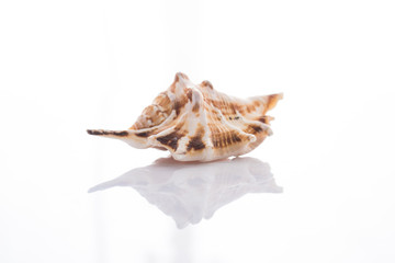 set of various mollusk shells isolated on white background