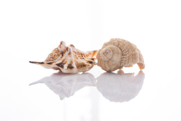 set of various mollusk shells isolated on white background