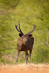 India wildlife. Sambar deer, Rusa unicolor, large animal, Indian subcontinent, Rathambore, India. Deer, nature habitat. Bellow majestic powerful adult animal in dry forest, big animal, Asia.