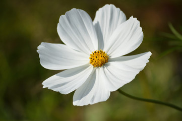 A sunny day in autumn, a close-up of white cosmos flowers © koufuu
