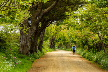 hiking between huge trees