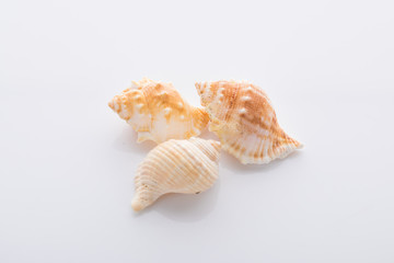 set of various mollusk shells isolated on white background