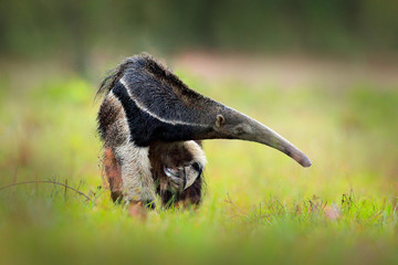 Anteater, cute animal from Brazil. Giant Anteater, Myrmecophaga tridactyla, animal with long tail...