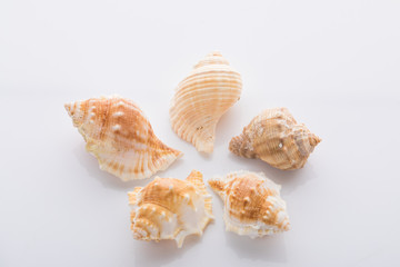 set of various mollusk shells isolated on white background
