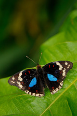 Naklejka na ściany i meble Beautiful butterfly Blue Pansy, Junonia oenone, insect in the nature habitat, green leave, Uganda, Africa. Black and blue butterfly sitting on the green leave in the forest.